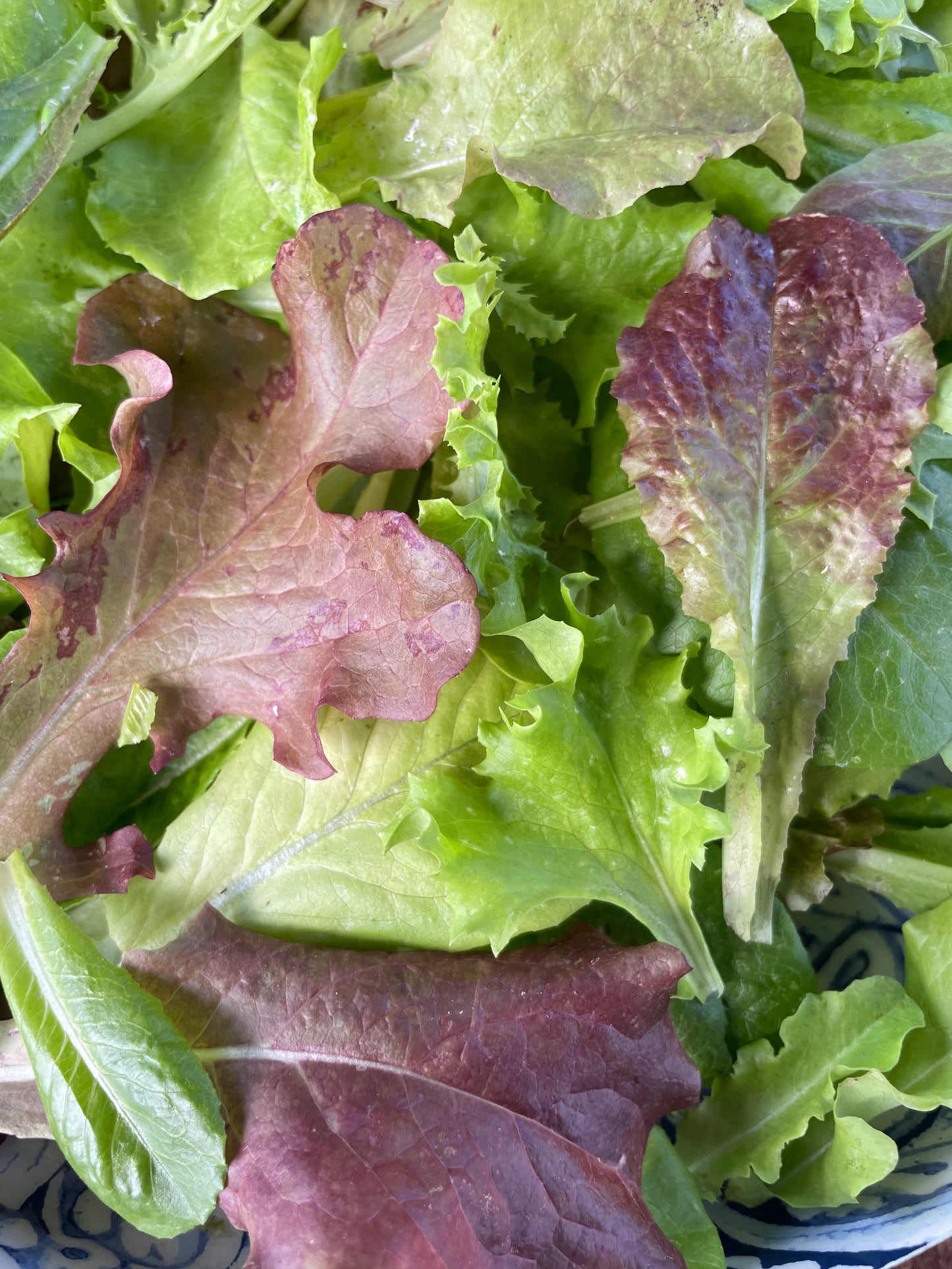 Heavenly Hardy Lettuce Mix