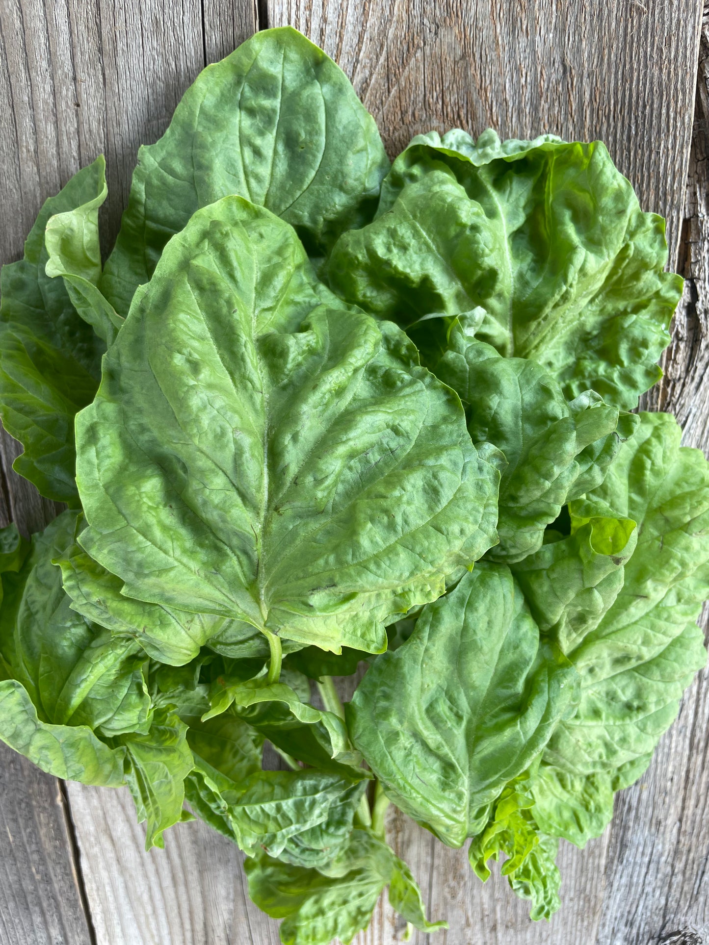 Lettuce Leaf Basil Seeds