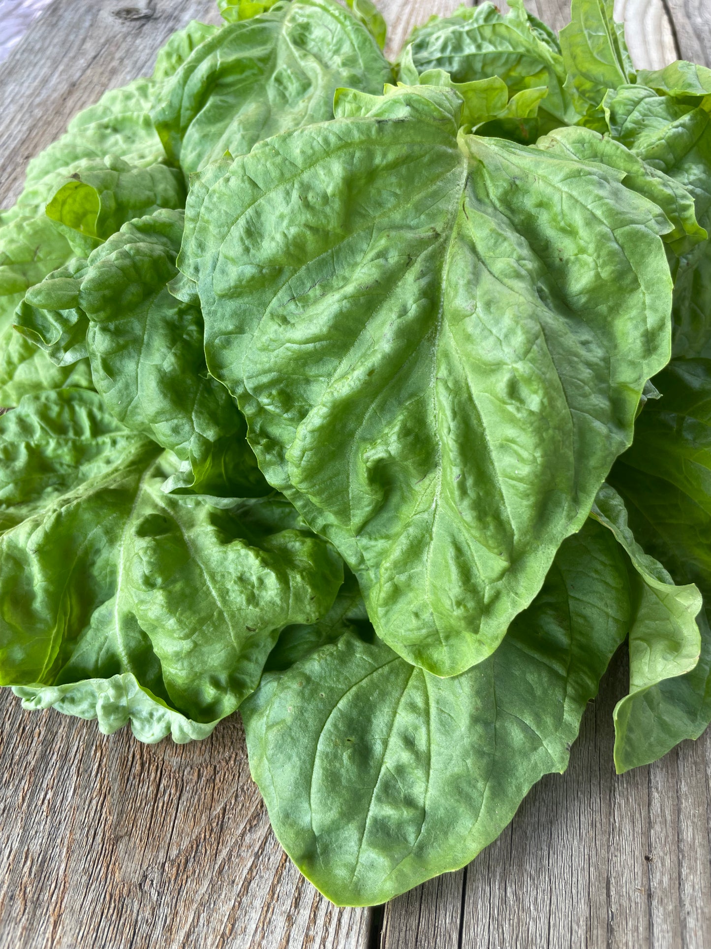 Lettuce Leaf Basil Seeds