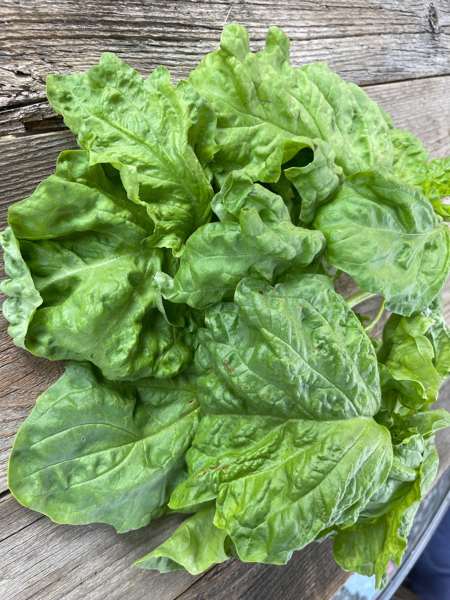 Lettuce Leaf Basil Seeds