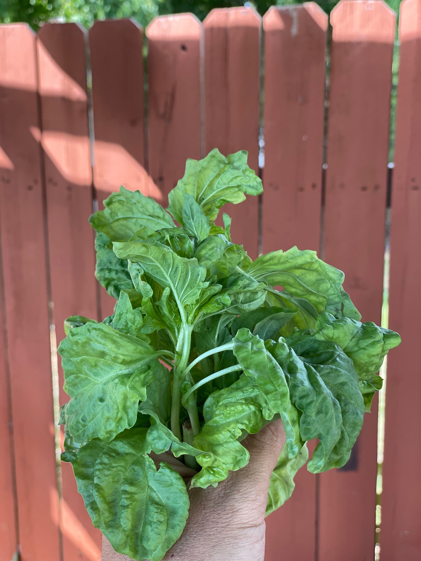Lettuce Leaf Basil Seeds
