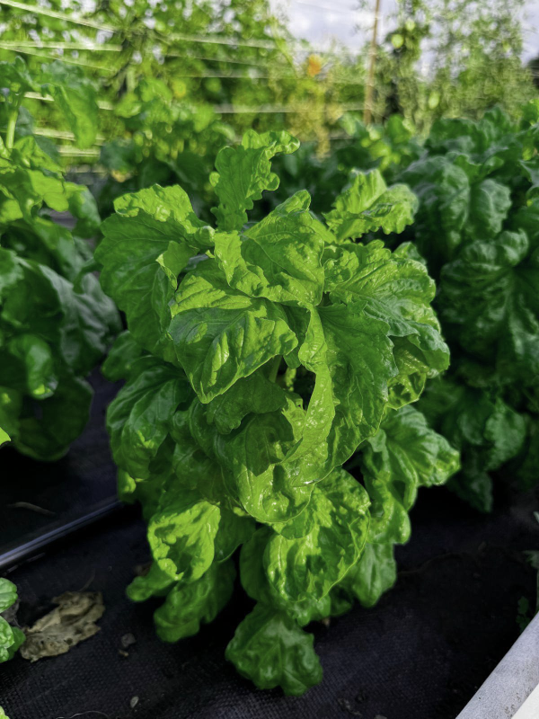 lettuce leaf basil seeds