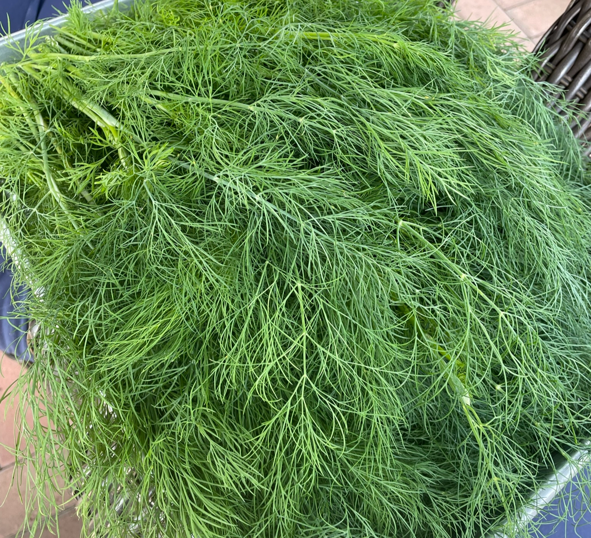 Mammoth Dill