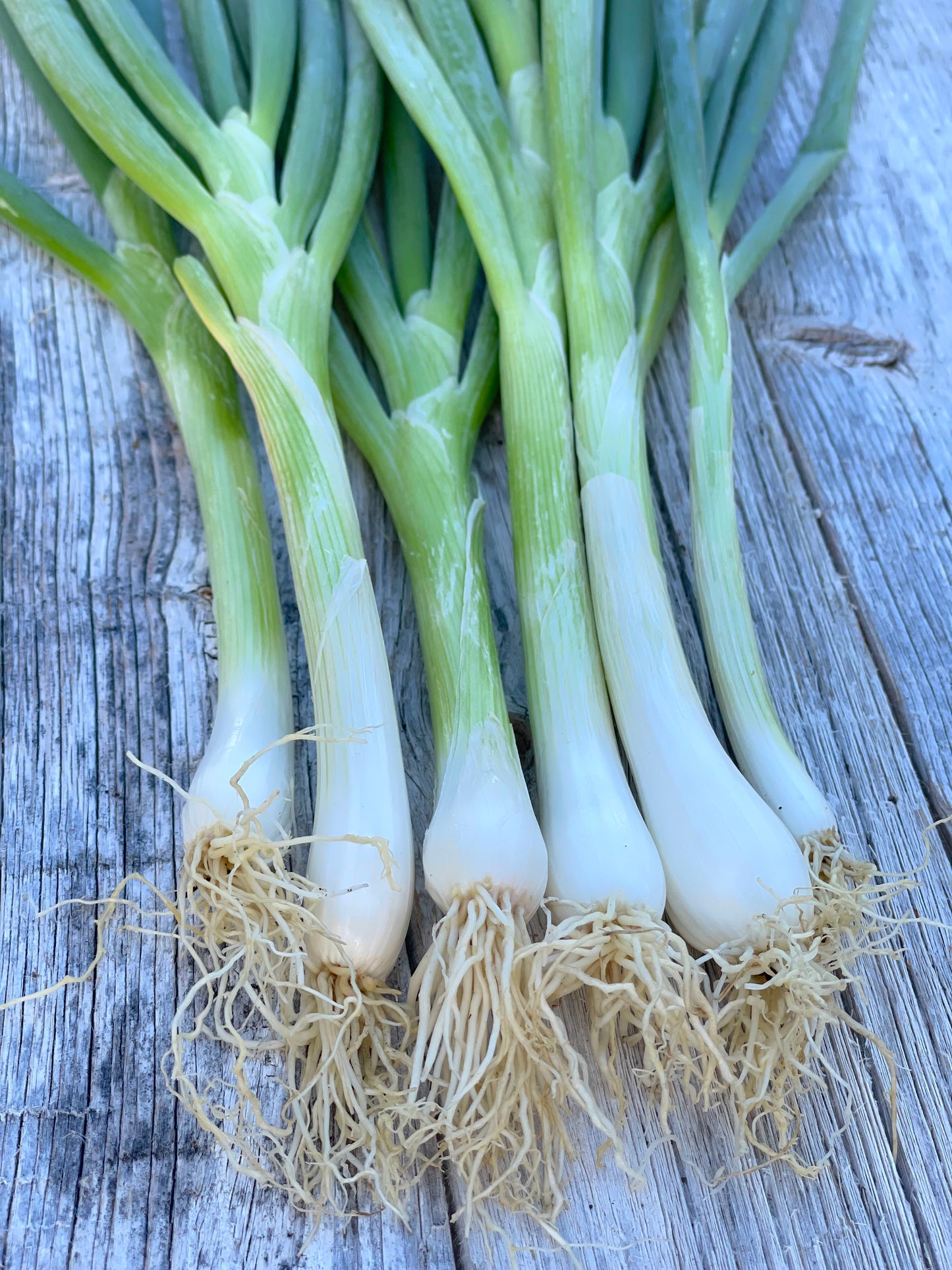 Tokyo Bunching Onion