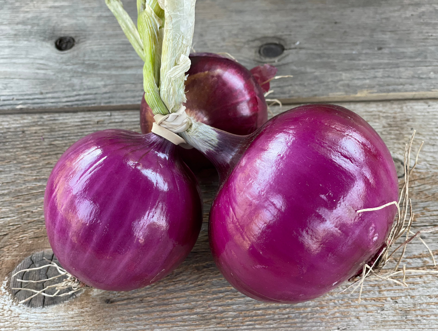 Red Milano Onion Seeds