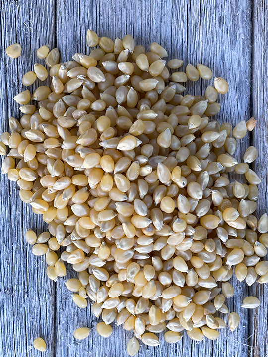 pennsylvania dutch heirloom popcorn seeds