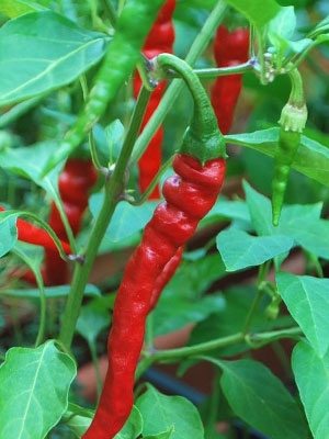 Long Slim Cayenne Heirloom Pepper Seeds