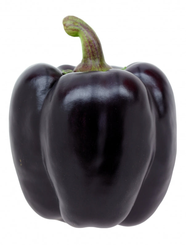 Purple Beauty Pepper Seeds