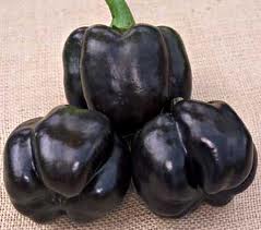 Purple Beauty Pepper Seeds
