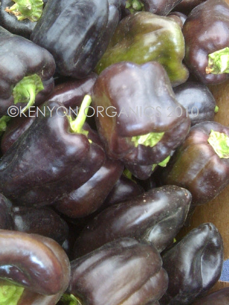 Purple Beauty Pepper Seeds