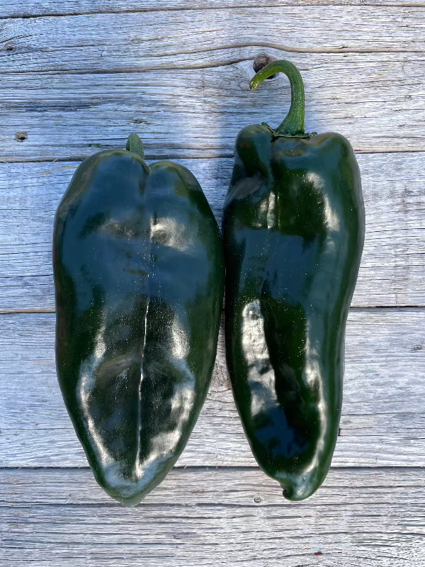 Heirloom pepper seeds