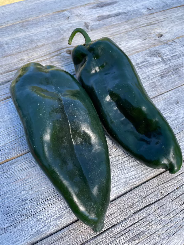 Heirloom pepper seeds