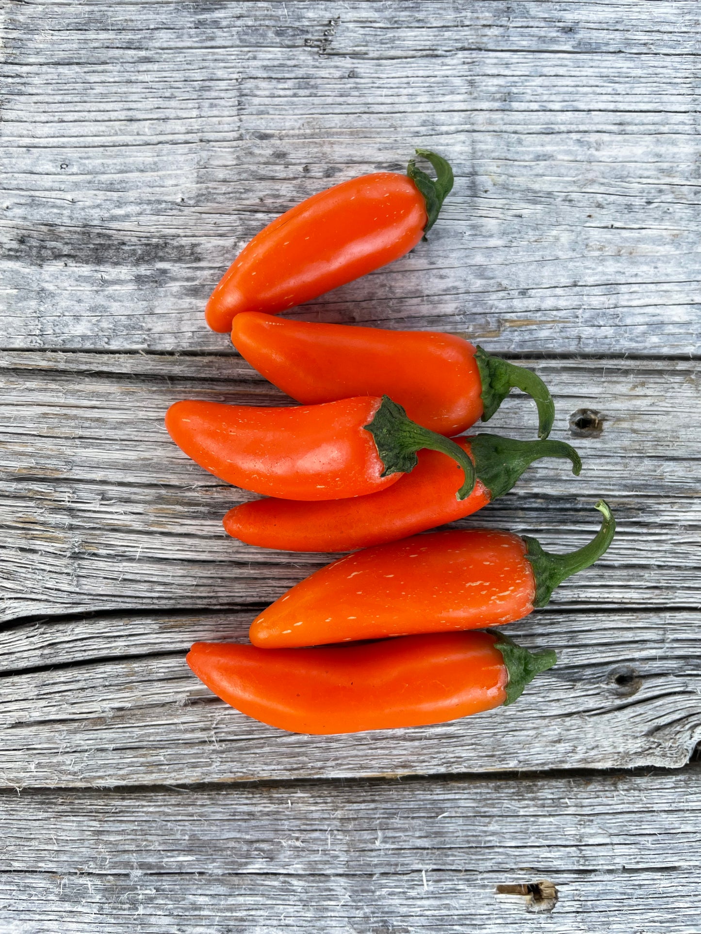 Orange Spice Jalapeno | Heirloom Pepper Seeds