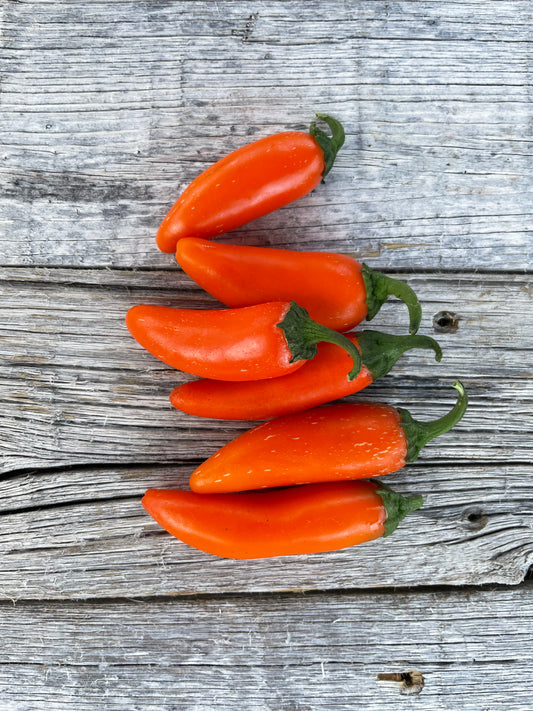 Orange Spice Jalapeno | Heirloom Pepper Seeds