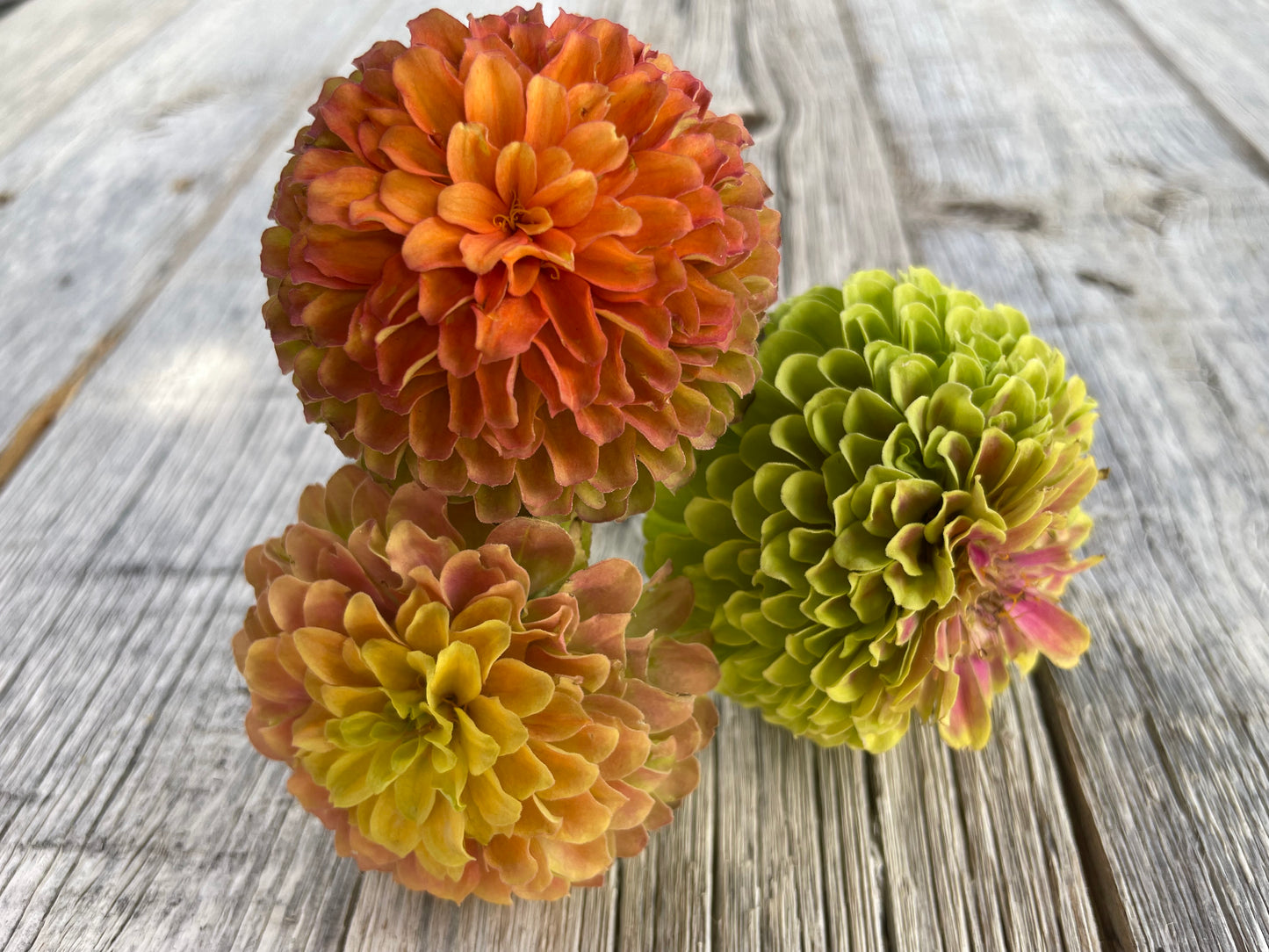 Queeny Mix Zinnias | Open Pollinated Flower Seeds