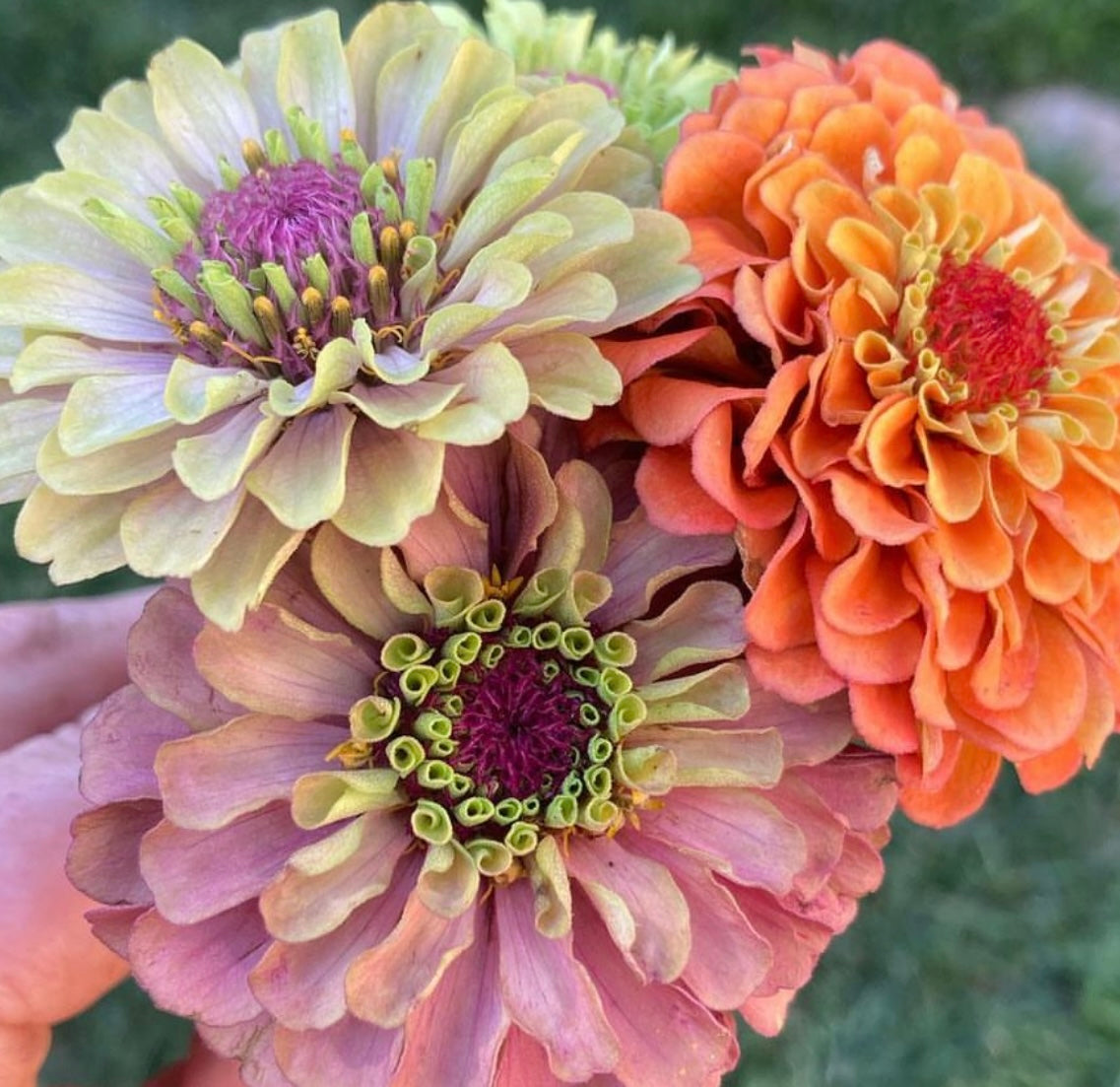 Queeny Mix Zinnias | Open Pollinated Flower Seeds