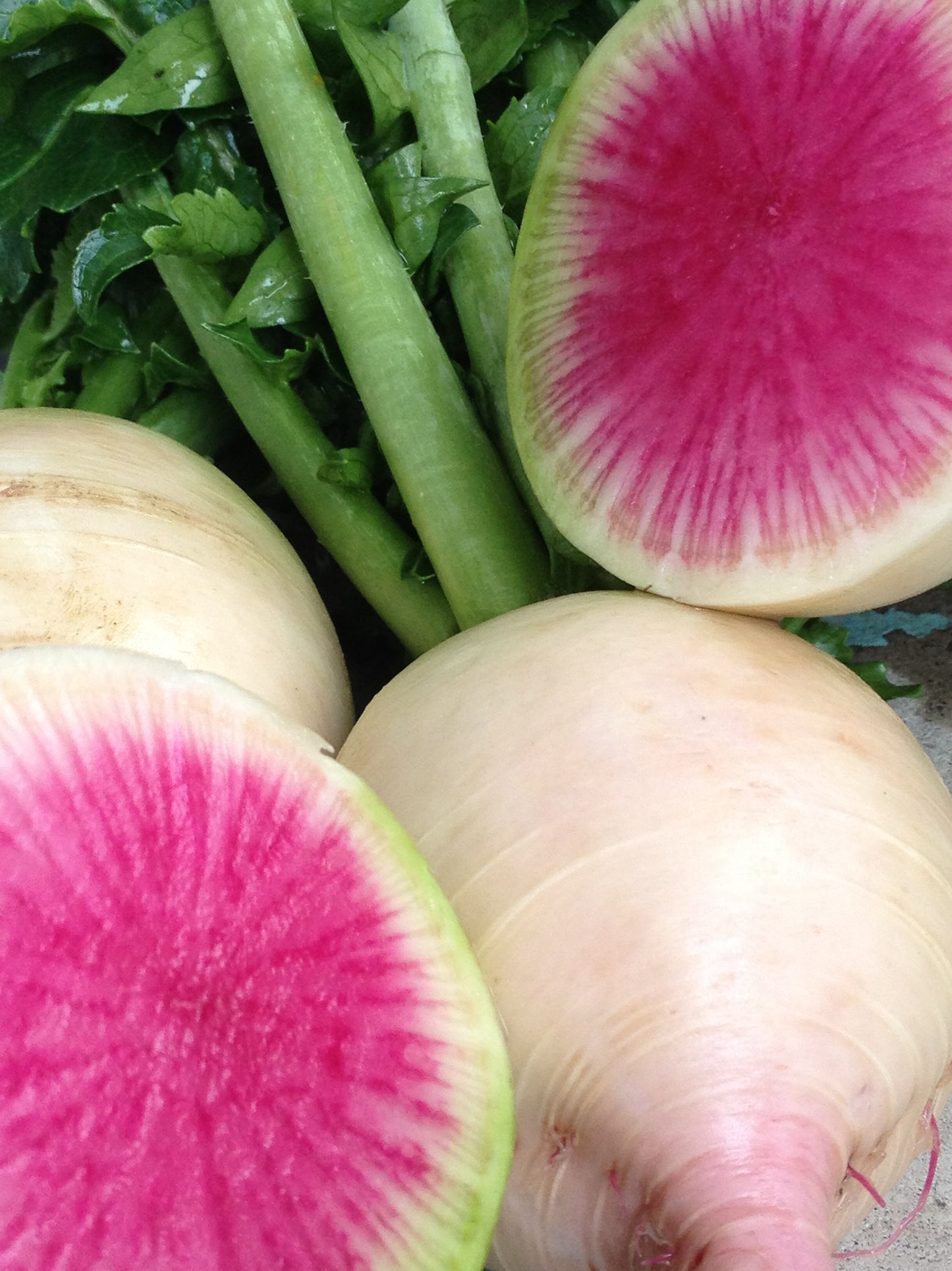 Watermelon Radish