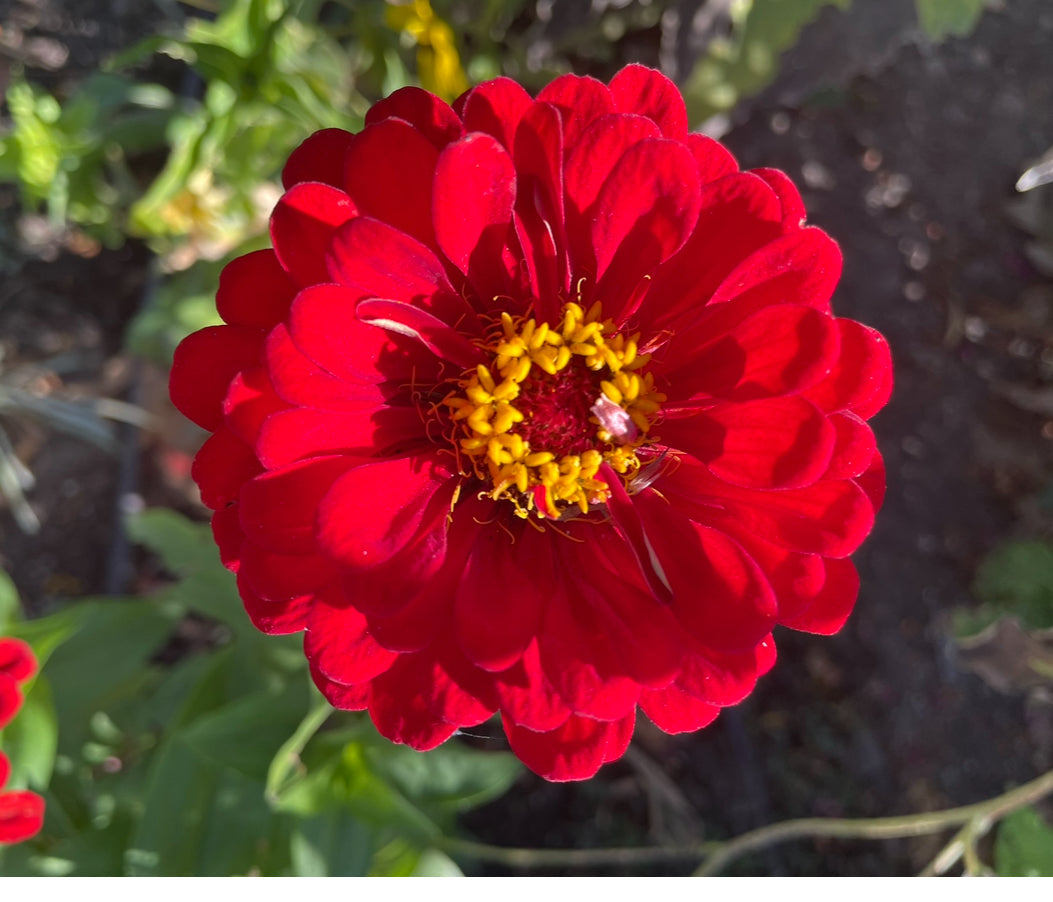 Scarlet Red Zinnias | Heirloom Flower Seeds