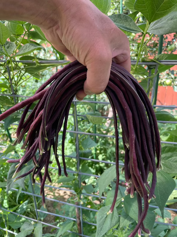 Red Noodle Heirloom Bean Seeds with bean plants
