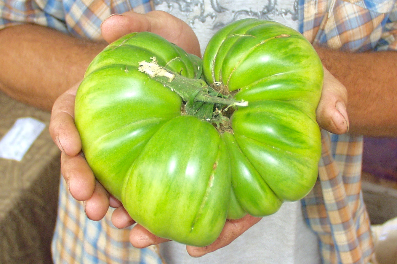 Heirloom tomato seeds