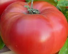 Brandywine Beefsteak Tomato Seeds