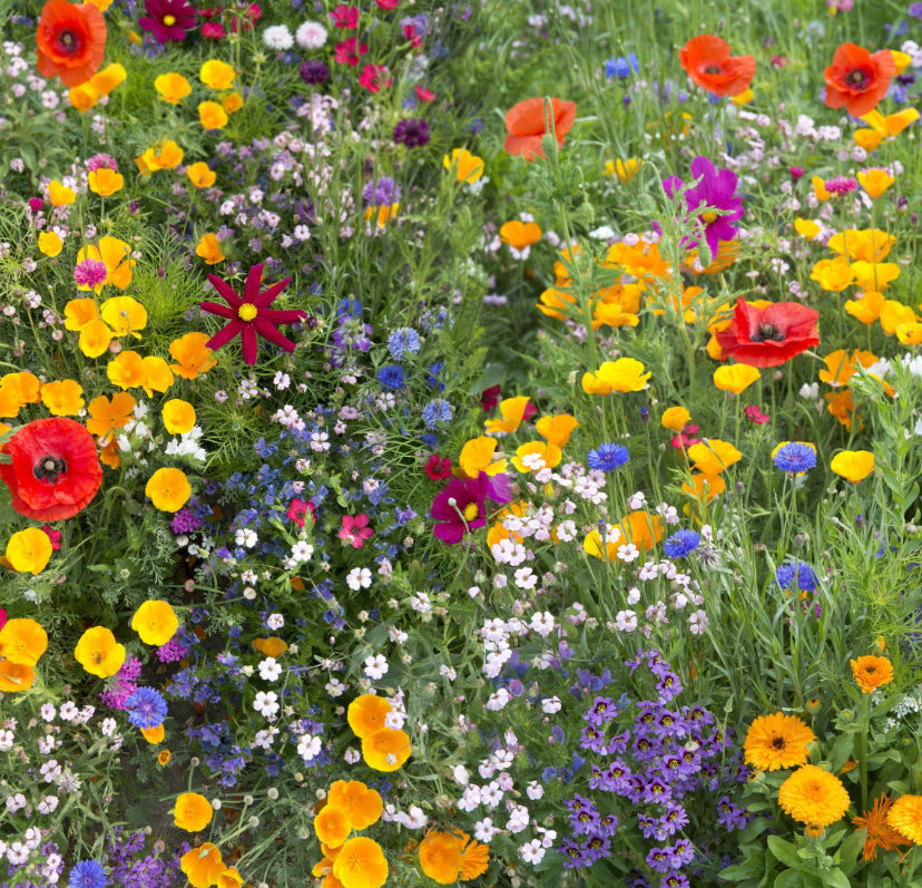 northwest wildflowers seed mix