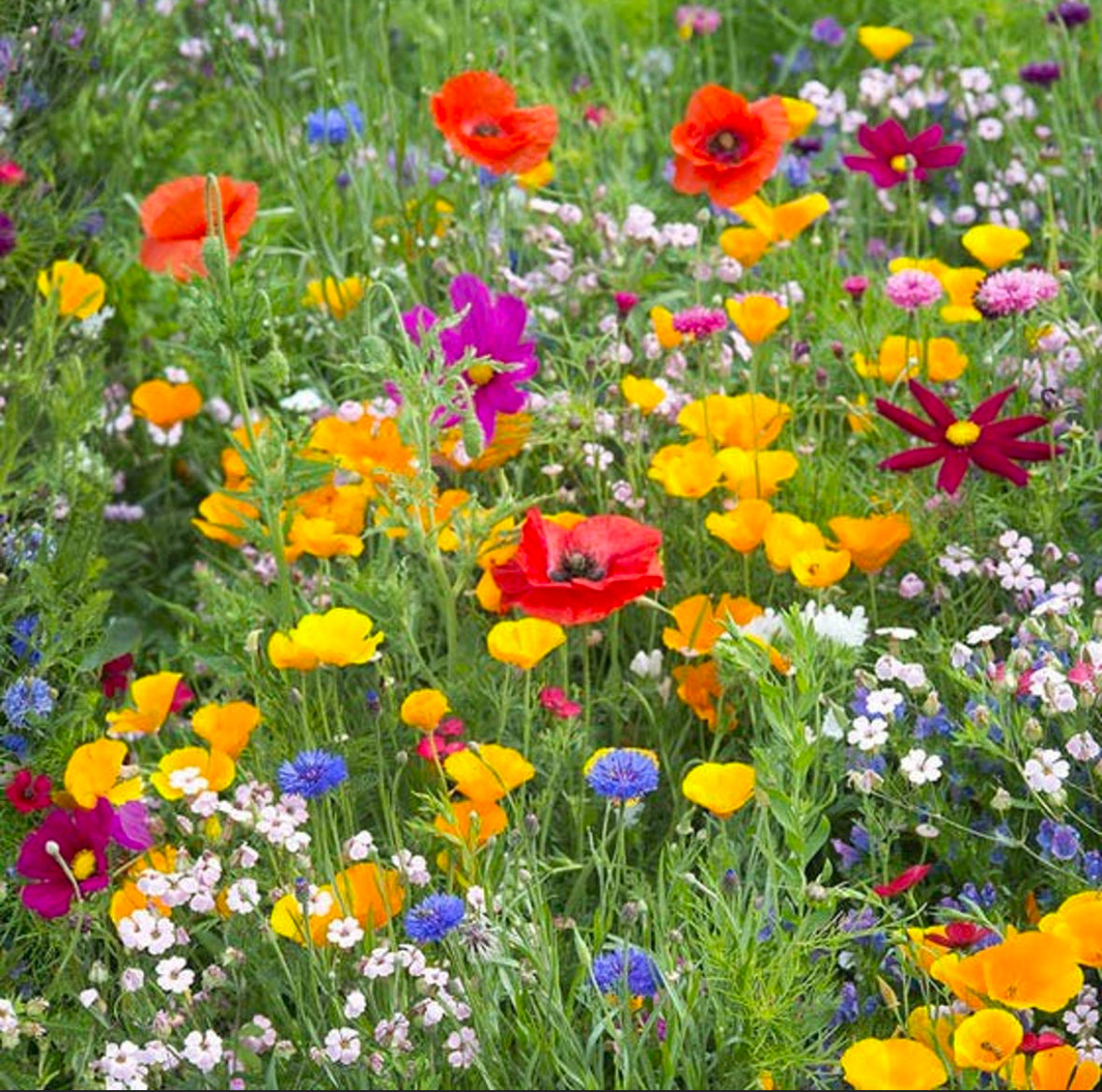 Utah Wildflower Pollinator Seed Mix (Western USA & midwest compatible)