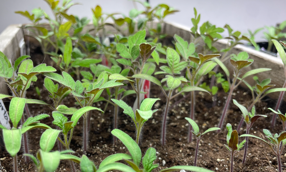 sprouted heirloom seedlings from seed starting tray