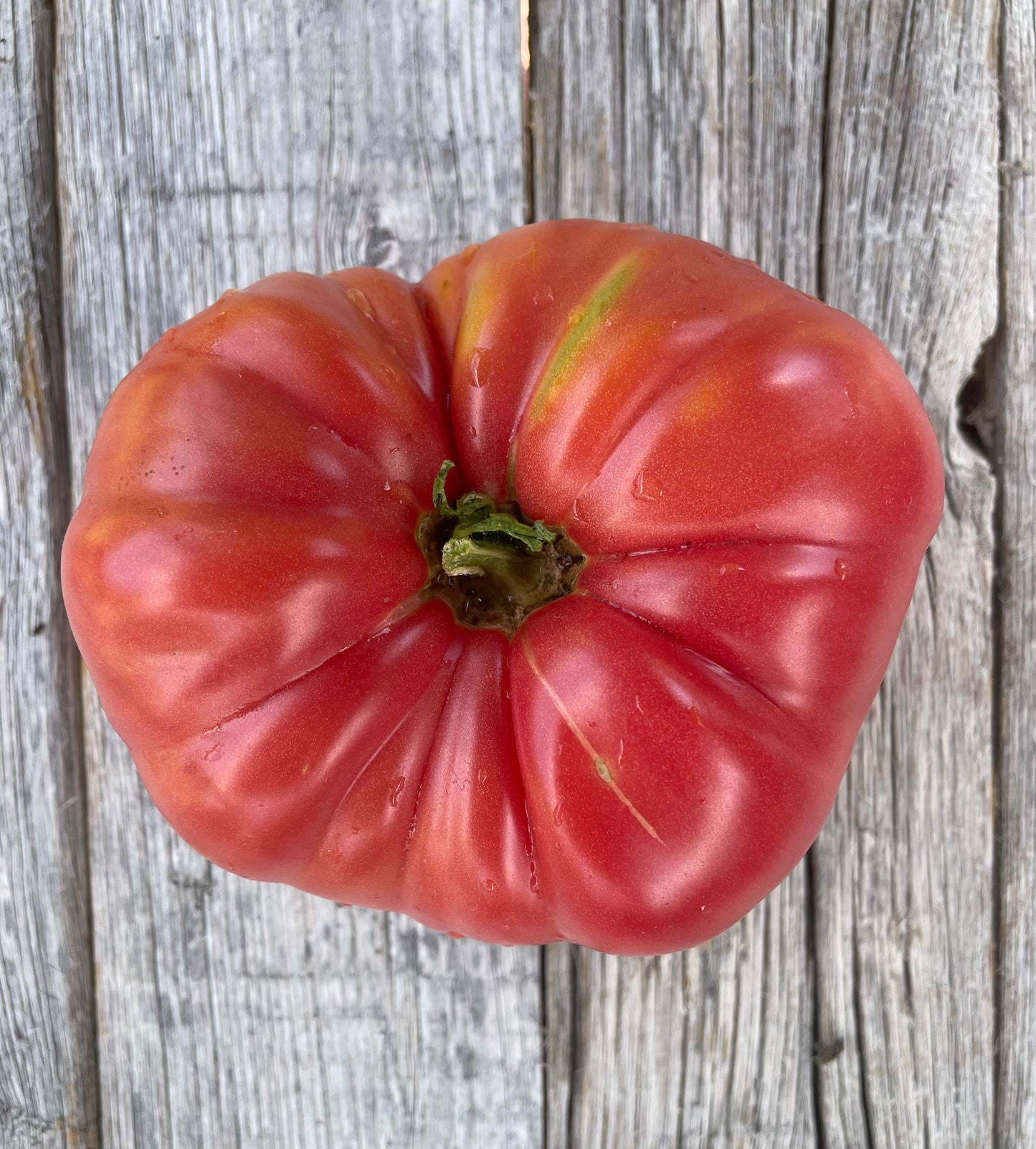 Dr Lyle's Beefsteak Tomato