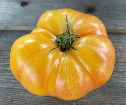 Mortgage Lifter Bi-Color Beefsteak Tomato  (Copy)