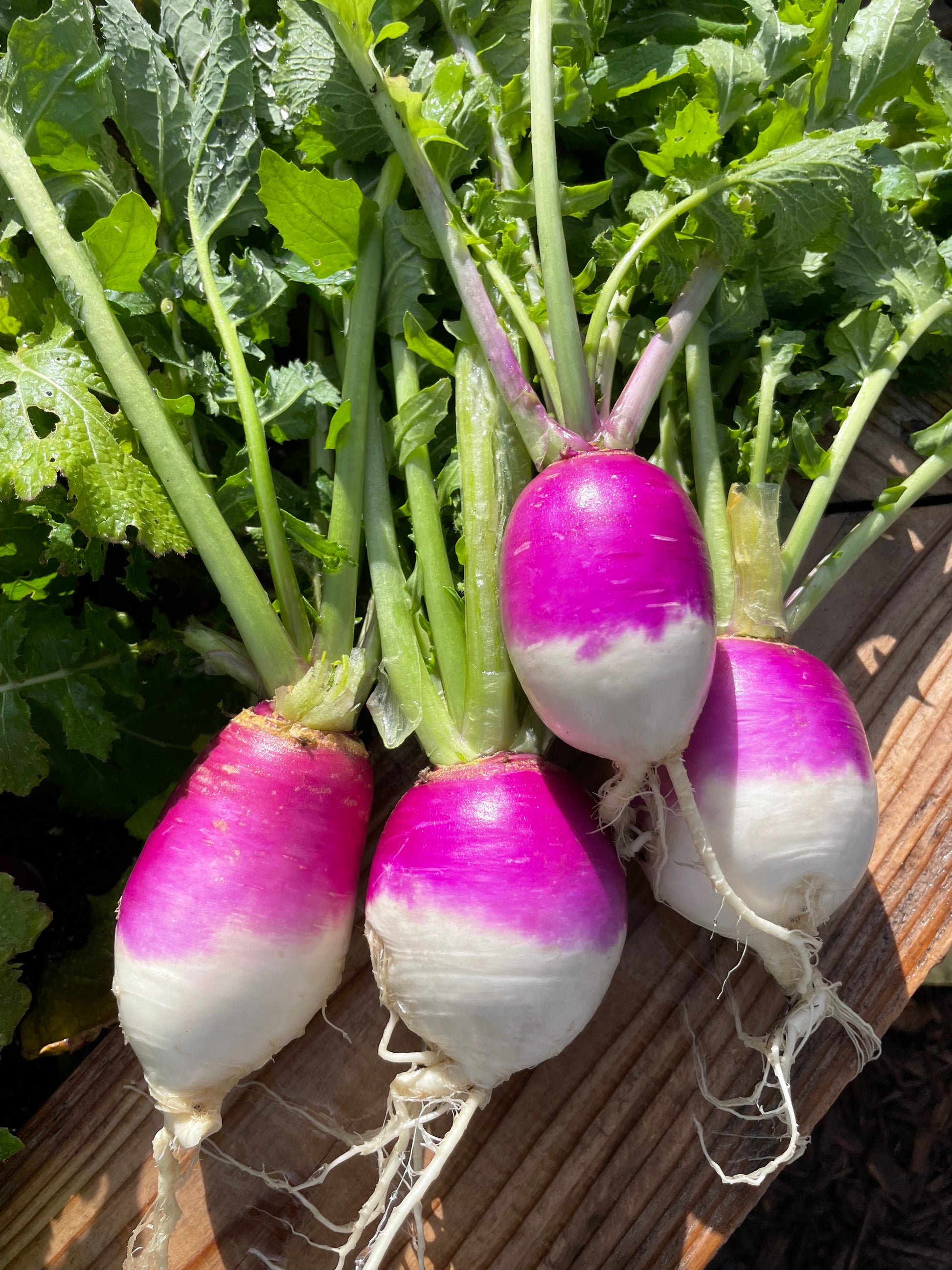 Purple top heirloom turnip seeds 