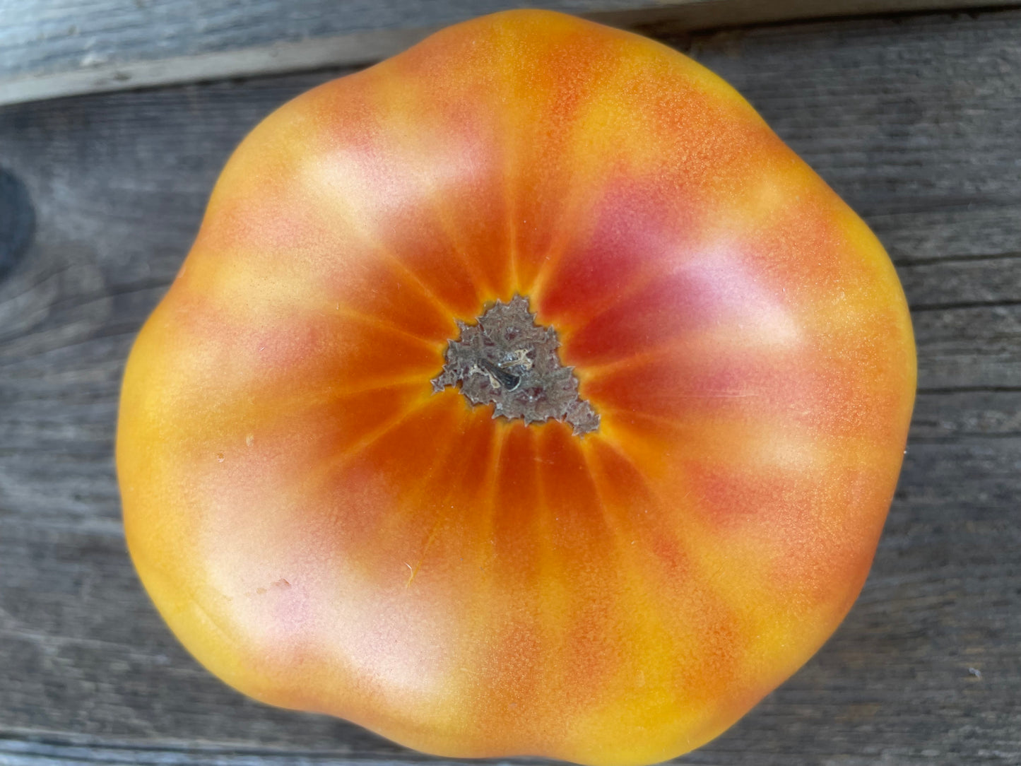 Mortgage Lifter Bi-Color Beefsteak Tomato  (Copy)