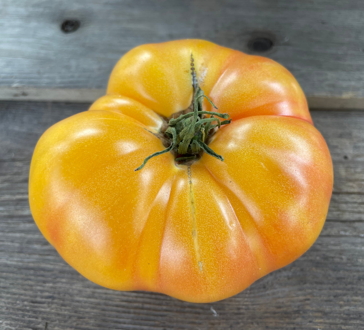 Mortgage Lifter Bi-Color Beefsteak Tomato  (Copy)