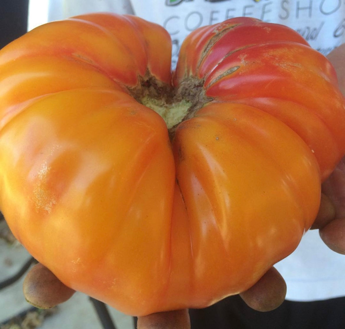 Mortgage Lifter Bi-Color Beefsteak Tomato  (Copy)
