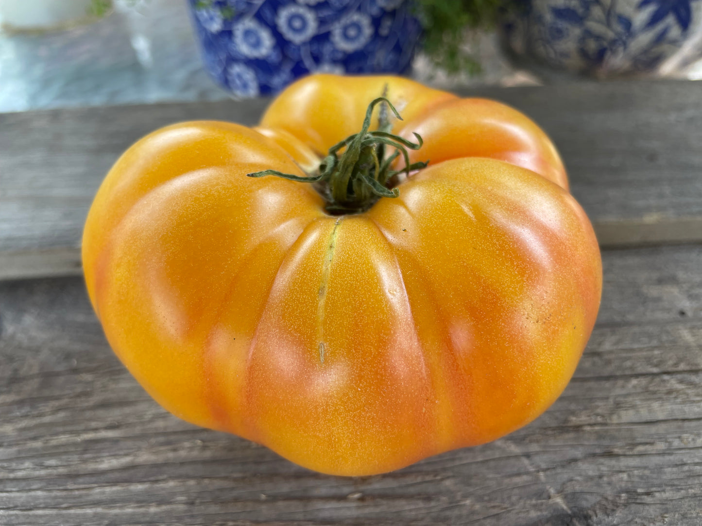 Mortgage Lifter Bi-Color Beefsteak Tomato  (Copy)