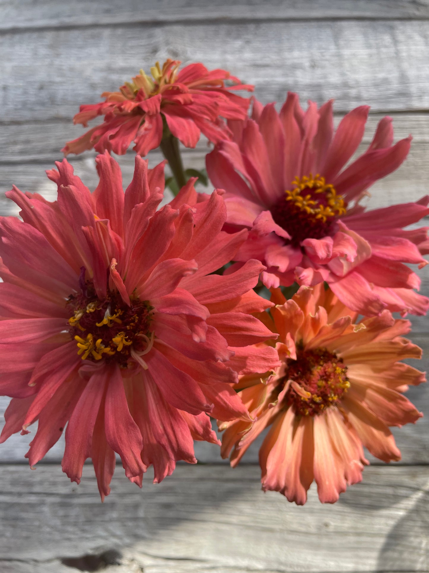 Senorita Pink Mix Zinnias | Heirloom Flower Seeds