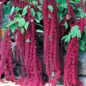 Love Lies Bleeding Flower Seeds