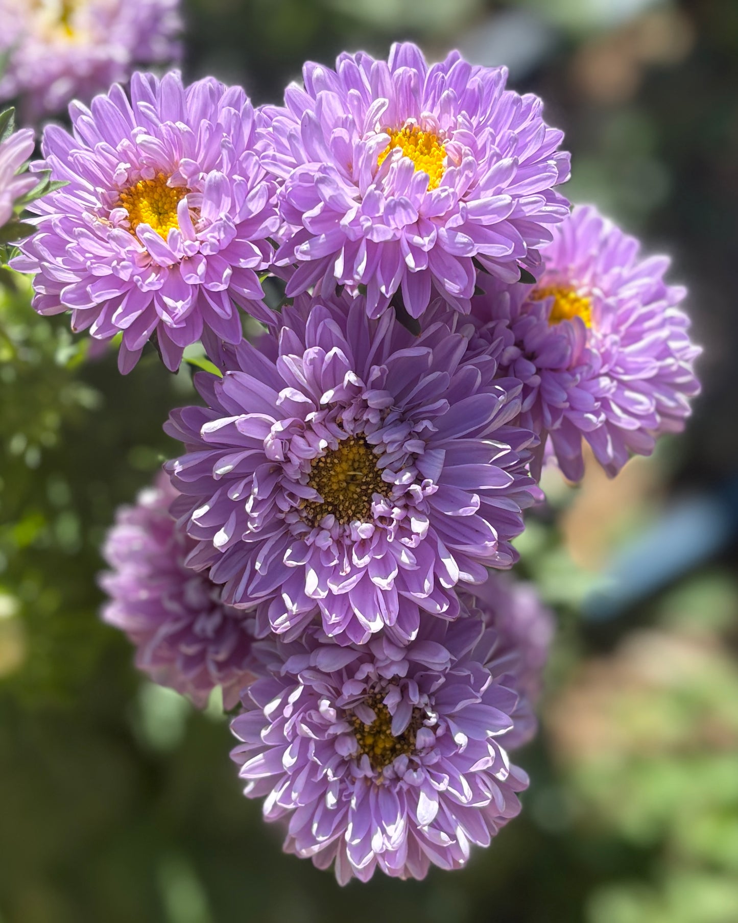 Gala Lavender Asters