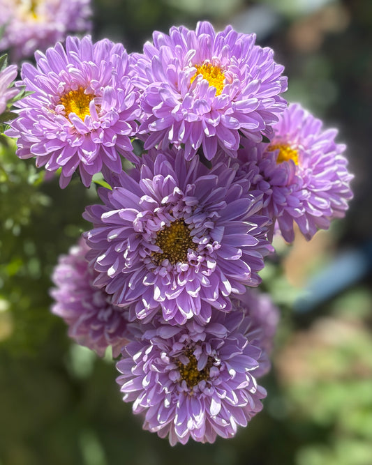 Gala Lavender Asters