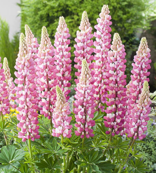 Chatelaine Russell Lupine | Heirloom Flower Seeds