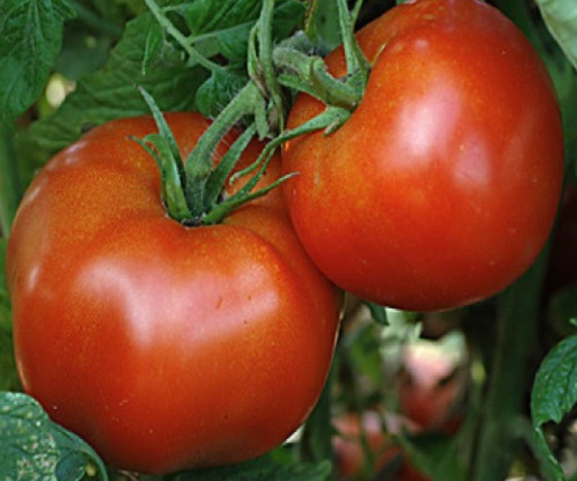 Dr Lyle's Beefsteak Tomato