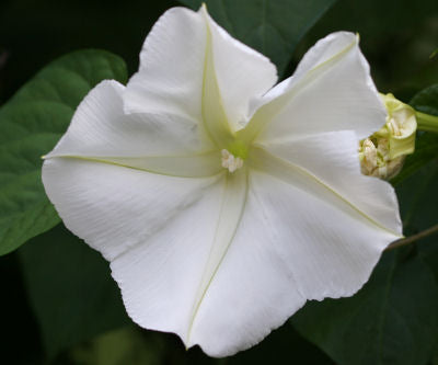 Moonflower Seeds