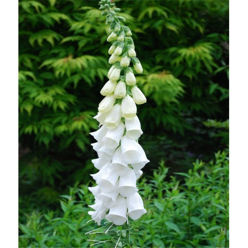 New Earth Seeds - Alba White - Foxglove Flower Seeds