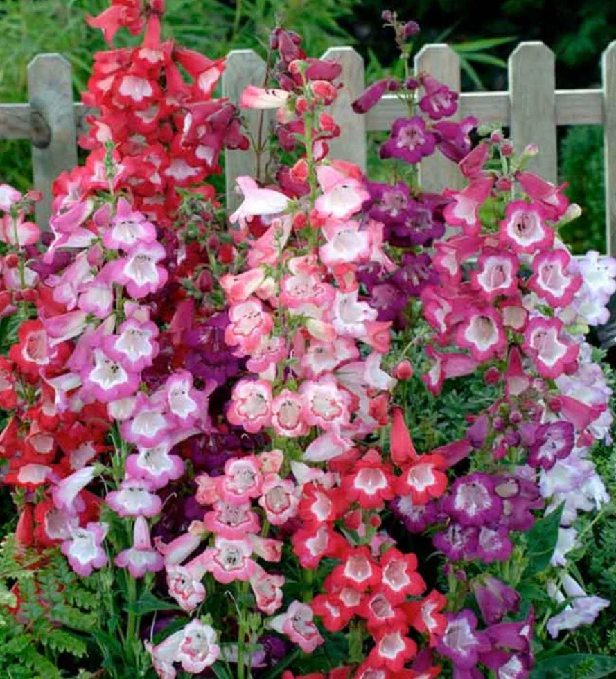 Sensation Mix Penstemon (Copy)