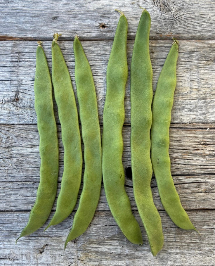 Northeaster Pole Bean Seeds