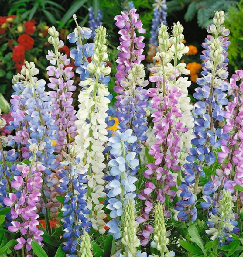 Hartwegii Mix Lupine seeds