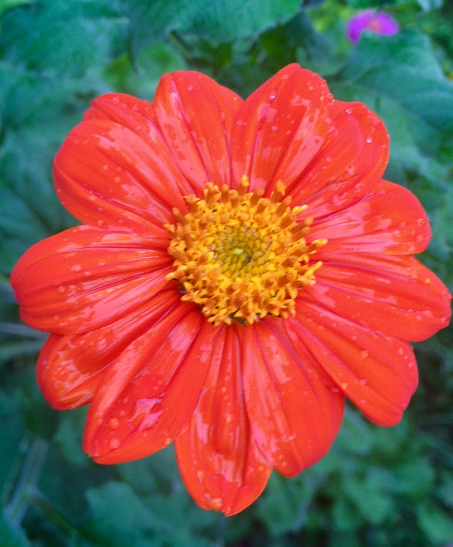 Tithonia- Mexican Sunflower