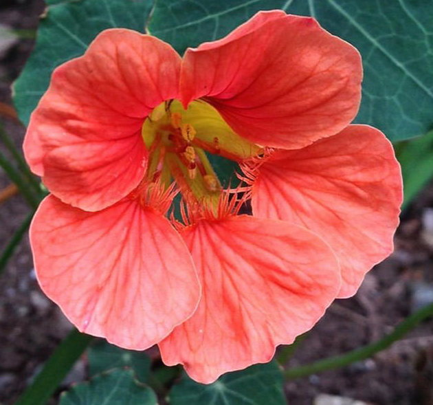 salmon baby nasturtium seeds