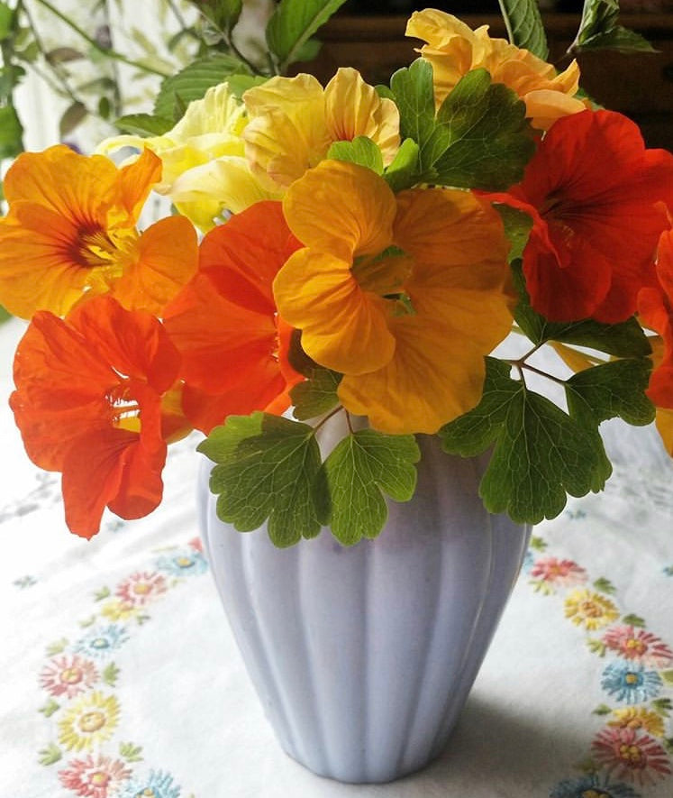 Tall Mix Trailing Nasturtium