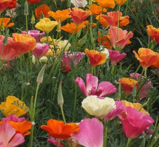 color ful mix of California Poppy Mission bells flowers in pink, orange, white, yellow and pink